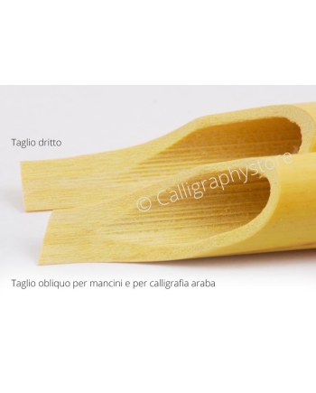 Calamo di canna