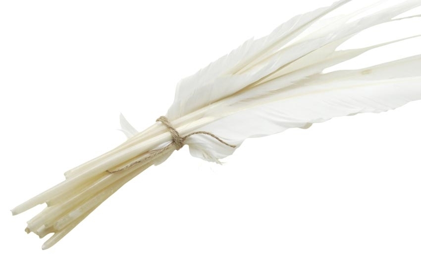 Dieci penne d’oca di seconda scelta non tagliate